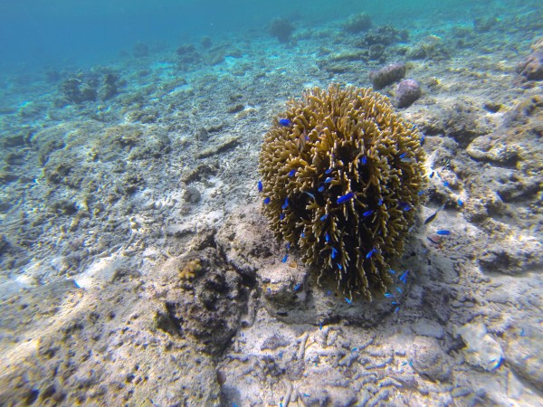 new coral grow amid the destruction of dynamite fishing