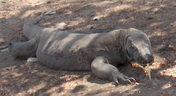 Komodo dragon 'smelling' with their eerie white forked tongues
