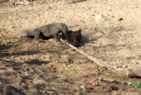Komodo dragon eating fresh deer ribcage, the last remnant of the morning kill. Notice plastic in foreground.
