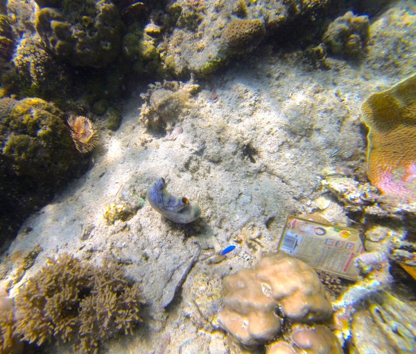 Sea stomach tunicate and sunken plastic